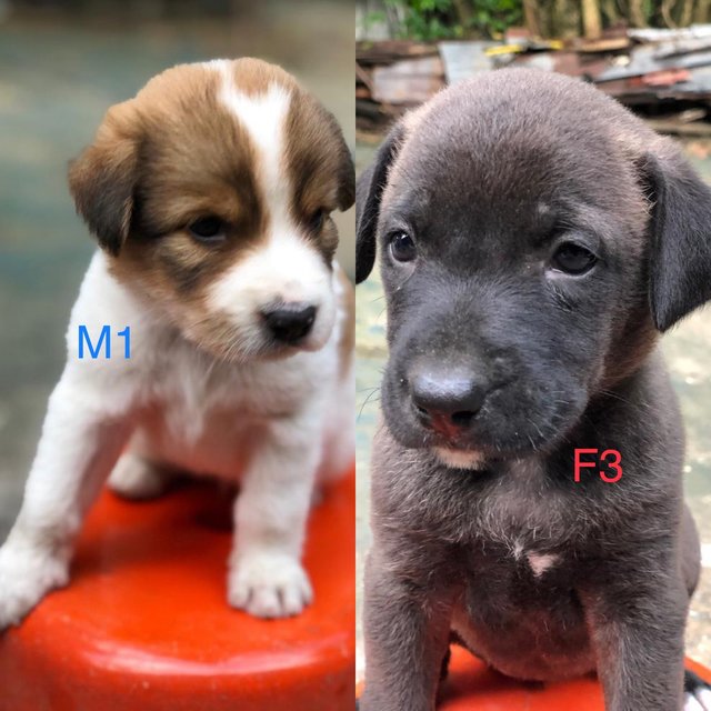 Two Puppies For Adoption - Mixed Breed Dog