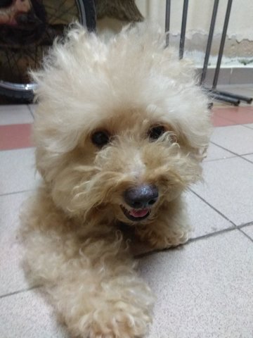Tetsu - Poodle Dog