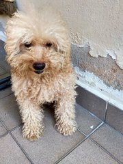 Tetsu - Poodle Dog