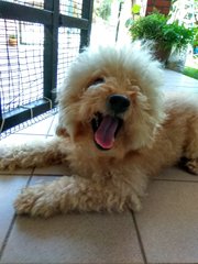 Tetsu - Poodle Dog