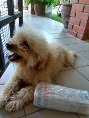 Tetsu - Poodle Dog