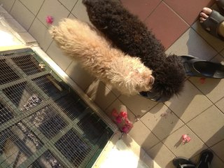 Tetsu - Poodle Dog