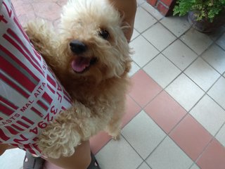 Tetsu - Poodle Dog