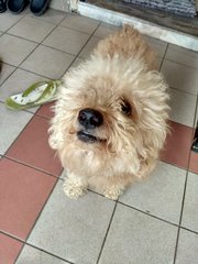 Tetsu - Poodle Dog