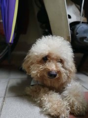 Tetsu - Poodle Dog