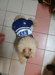 Tetsu - Poodle Dog