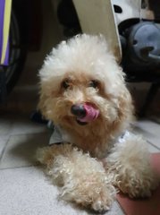 Tetsu - Poodle Dog