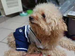Tetsu - Poodle Dog