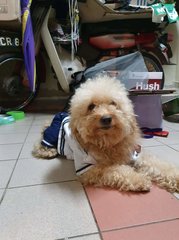 Tetsu - Poodle Dog