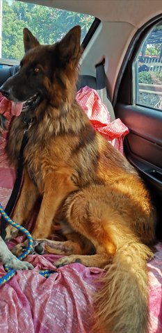 Atlas - German Shepherd Dog Dog