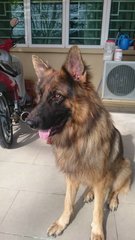 Atlas Gsd - German Shepherd Dog Dog