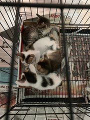 The healthy, jumpy babies resting together in the shoe box