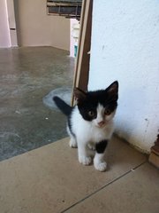 Bella - Domestic Medium Hair Cat
