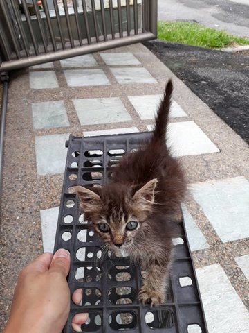 Boyboy - Tabby Cat