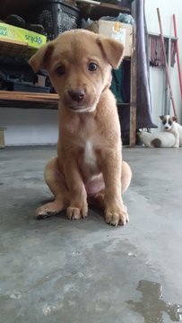 Puppies - Mixed Breed Dog