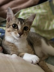 Billi Jin - Scottish Fold + Domestic Short Hair Cat