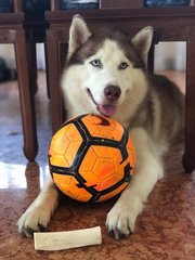 Hercules - Siberian Husky Dog