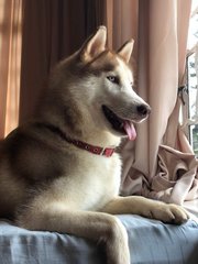 Hercules - Siberian Husky Dog