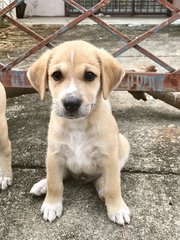 Brenda’s Pup - Mixed Breed Dog