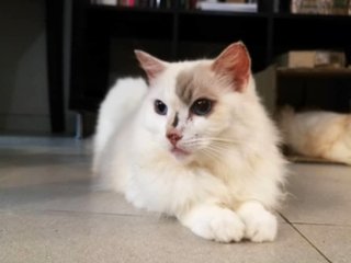 Haley - Ragdoll Cat