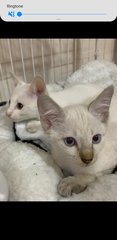 Siamese  Siblings  - Siamese Cat