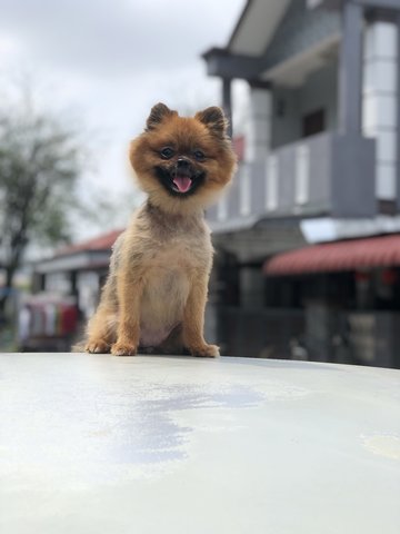 Bella - Pomeranian Dog