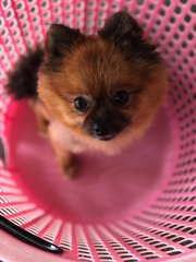 Bella - Pomeranian Dog