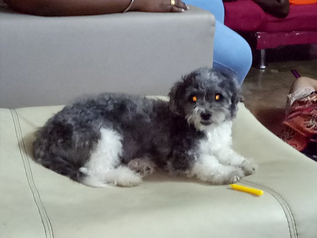 Rosy - Poodle + Terrier Dog