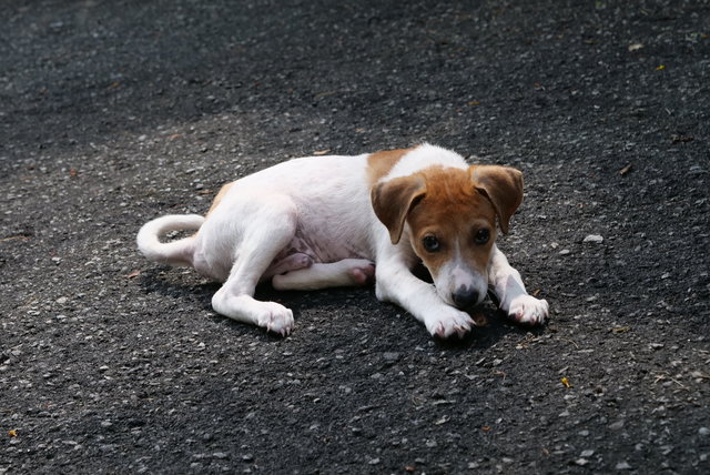 Alpha - Mixed Breed Dog