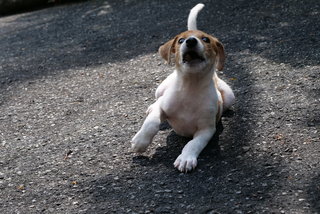 Alpha - Mixed Breed Dog