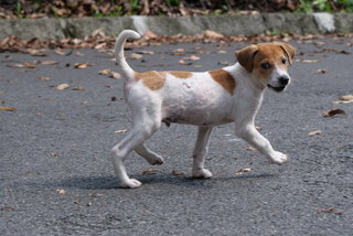 Alpha - Mixed Breed Dog