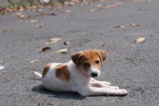 Alpha - Mixed Breed Dog