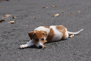 Alpha - Mixed Breed Dog