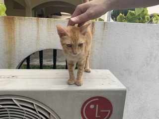 Ginger - Domestic Medium Hair Cat