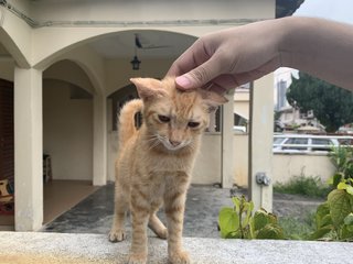 Ginger - Domestic Medium Hair Cat