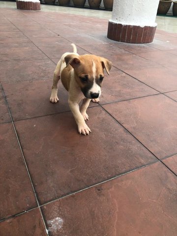 Hank &amp; Hilary - Jack Russell Terrier Mix Dog