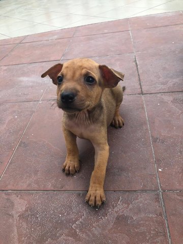 Howard - Labrador Retriever Mix Dog