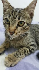 Towana - American Shorthair Cat