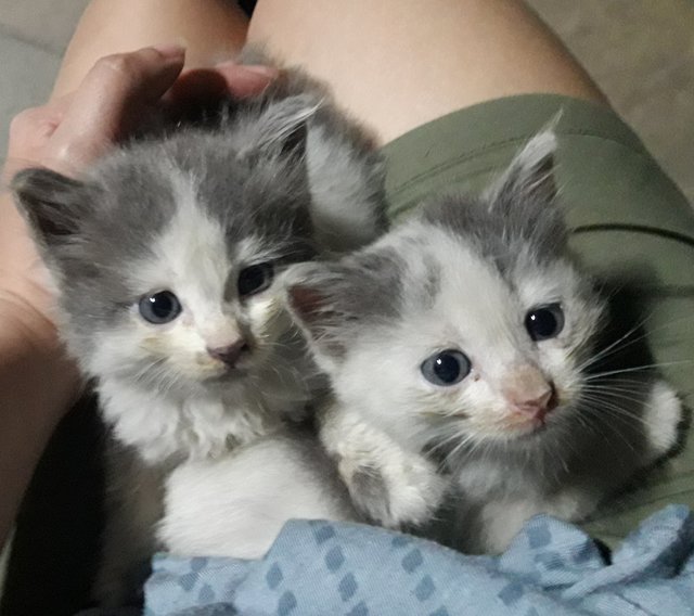 Lost Kittens Found In Puchong  - Domestic Long Hair + Domestic Medium Hair Cat