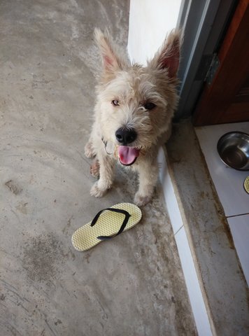 Boy2 - Giant Schnauzer Mix Dog