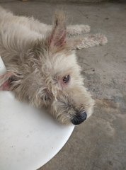 Boy2 - Giant Schnauzer Mix Dog