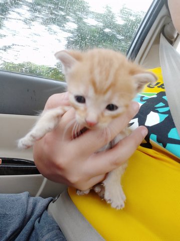 Floppy Ears - Domestic Medium Hair Cat