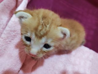 Floppy Ears - Domestic Medium Hair Cat