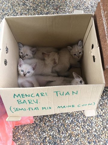 Kittens - Maine Coon + Persian Cat