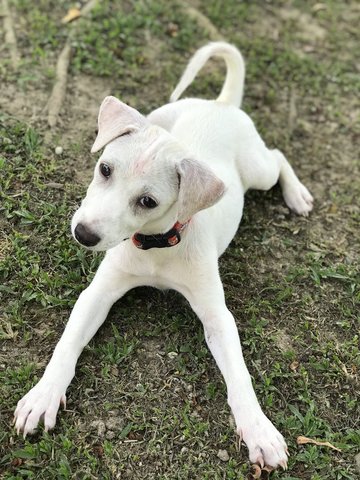 I Need A Home  - Mixed Breed Dog