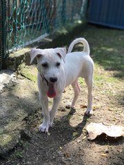 I Need A Home  - Mixed Breed Dog