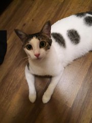 Dottie - Domestic Short Hair Cat