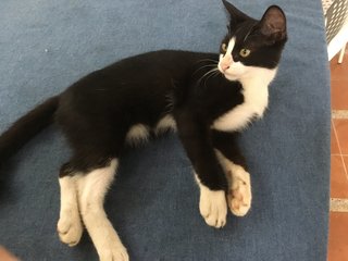 Tuxedo Kitten  - Tuxedo Cat