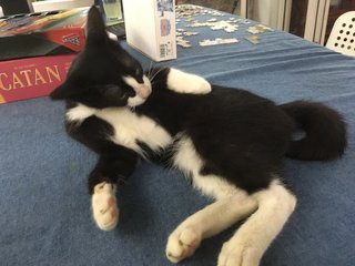 Tuxedo Kitten  - Tuxedo Cat