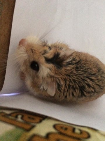 Nib - Roborovsky's Hamster Hamster